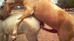 Порно лошадей. Большой конь трахает подружку horse sex