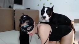 Комнатный пёсик всадил филиппинской девушки в писю. порно с собакой